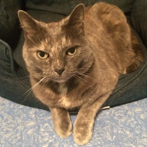 Meet your Posher, Stephanie - Picture 1 of 1